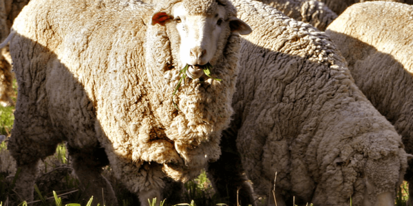 CZAPKI Z WEŁNY MERINO – DLACZEGO WARTO?